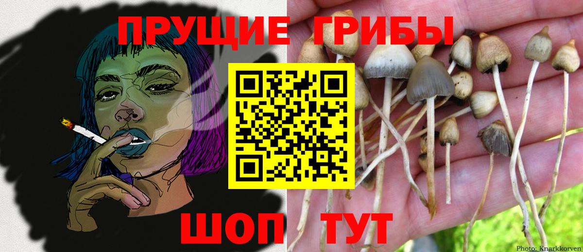 Галлюциногенные грибы прущие грибы  Вход с VPN  Галлюциногенные грибы мицелий  Мирный 